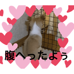 [LINEスタンプ] はるちゃん その二