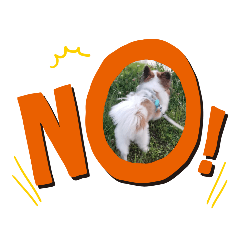 [LINEスタンプ] 犬のロッキー2