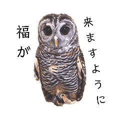 [LINEスタンプ] フクロウ桑名弁