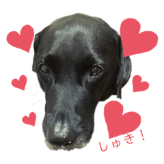 [LINEスタンプ] 黒ラブソレイユ
