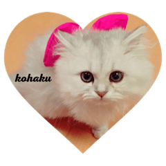 [LINEスタンプ] うちの琥珀さん。