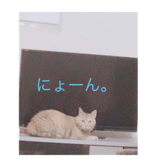 [LINEスタンプ] めめちゃんとお友達スタンプ