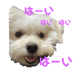 [LINEスタンプ] チワマル スタンプ⑨