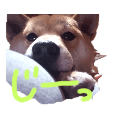 [LINEスタンプ] ブサカワ柴犬きなこ②
