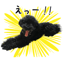 [LINEスタンプ] 動く！黒のプードル、うめちゃん。の画像（メイン）