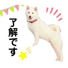 [LINEスタンプ] ペルシアングラム
