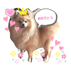 [LINEスタンプ] 祝 ポメラニアン