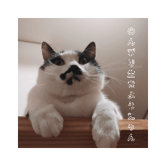 [LINEスタンプ] ねこたんさんオリジナルスタンプ
