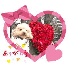 [LINEスタンプ] 甘えん坊トイプードルのマロン