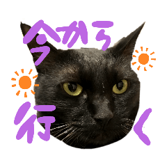 [LINEスタンプ] 黒猫のむうた2