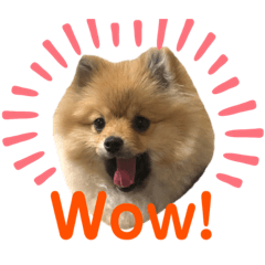 [LINEスタンプ] ポメラニアンのイクラちゃんスタンプ2