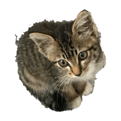 [LINEスタンプ] かりゆし たまちゃん