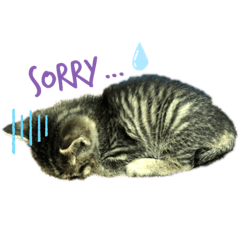 [LINEスタンプ] ちーちゃんの気持ち