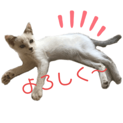 [LINEスタンプ] ねこねこ実用的すたんぷ