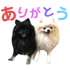 [LINEスタンプ] ポメラニアン・ミニドナ【使える編】の画像（メイン）