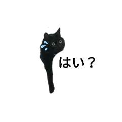 [LINEスタンプ] My cat nagisa5