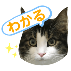 [LINEスタンプ] すずスタンプ2 -norwegianforestcat-