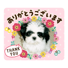 [LINEスタンプ] シーズ犬ラッキー2