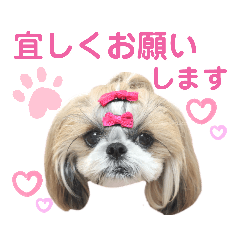[LINEスタンプ] シーズー小豆9