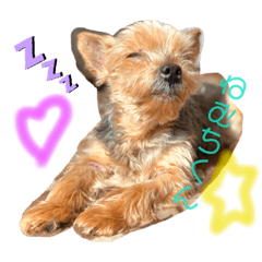 [LINEスタンプ] ゆずからの、ひとこと