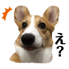[LINEスタンプ] コーギーのチャイ