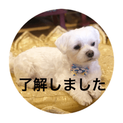 [LINEスタンプ] 寺犬ゴン太 本昌寺