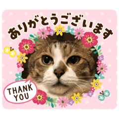[LINEスタンプ] コタハナ日常で使えるスタンプ