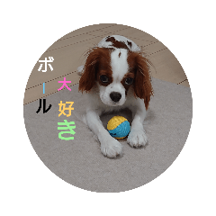 [LINEスタンプ] キャバリア犬01