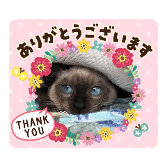 [LINEスタンプ] うちのあずきadorable Azuki1