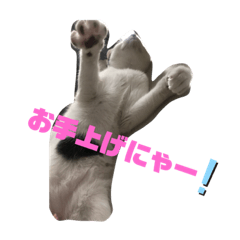 [LINEスタンプ] 我が家のファンキーニャンズ6