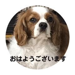 [LINEスタンプ] 癒しのキャバリア⑵
