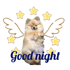 [LINEスタンプ] ポメラニアンのイクラちゃんスタンプ3