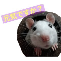 [LINEスタンプ] ラットのこてつ君