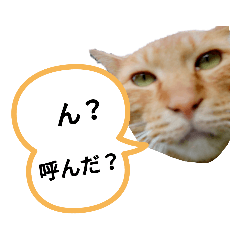 [LINEスタンプ] 地域猫⭐茶にゃんの日