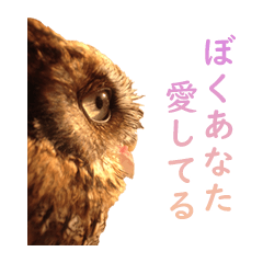 [LINEスタンプ] スピックスコノハズクのフレールちゃん2
