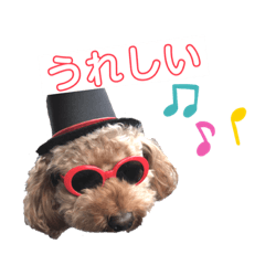 [LINEスタンプ] トイプードルのティアラちゃん