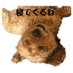[LINEスタンプ] 普通の犬だよ