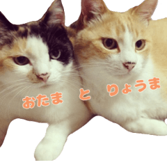 [LINEスタンプ] りょうまとおたま
