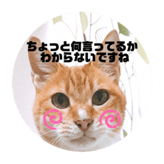 [LINEスタンプ] うちのねこ  家猫になりまして。