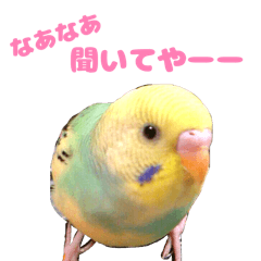 [LINEスタンプ] 関西弁喋っちゃうインコ