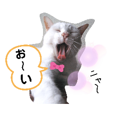 [LINEスタンプ] ねこのくぅとうめ