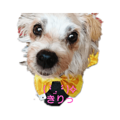 [LINEスタンプ] わんこ ちび＆チェリー6