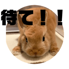 [LINEスタンプ] うさぎのRockyの日常2