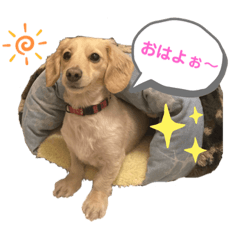 [LINEスタンプ] ミニチュアダックスフンドのマロン♀