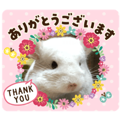 [LINEスタンプ] やる気のないチンチラ代表【しらすくん】
