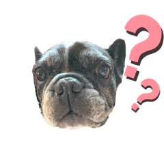 [LINEスタンプ] paru ❤︎ French bulldog