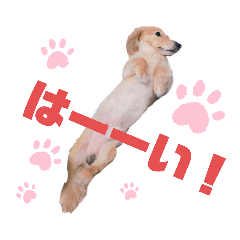 [LINEスタンプ] まいにち はっぴぃ♡2