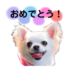 [LINEスタンプ] チワワのココさん3