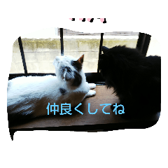 [LINEスタンプ] 仲良し猫ちゃんファミリー3