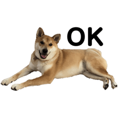[LINEスタンプ] 柴と甲斐のミックス犬むぎちゃん①